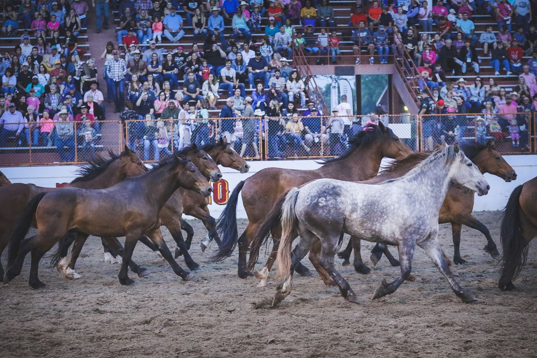Buffalo Bill Rodeo Night 2 (28).jpg